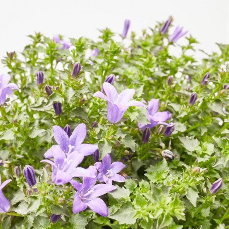 CAMPANULA EXTERIOR M-15_