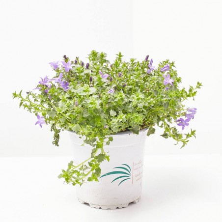 CAMPANULA EXTERIOR M-15_