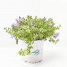 CAMPANULA EXTERIOR M-15_