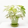 ARALIA VARIEGATA MACETA 15CM
