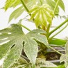 ARALIA VARIEGATA MACETA 15CM