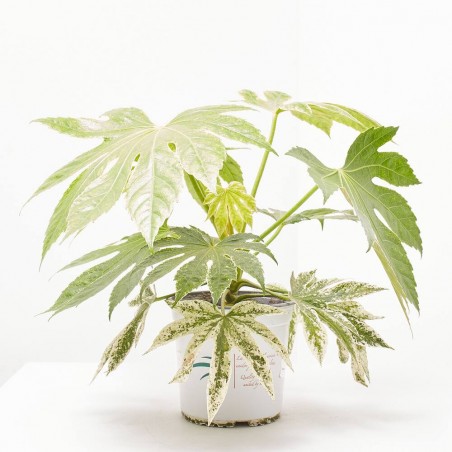 ARALIA VARIEGATA MACETA 15CM