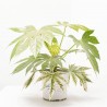 ARALIA VARIEGATA MACETA 15CM