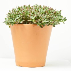ECHEVERIA DEVOTION MACETA 5L
