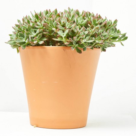 ECHEVERIA DEVOTION MACETA 5L