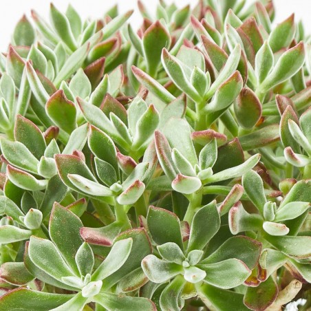 ECHEVERIA DEVOTION MACETA 5L