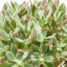 ECHEVERIA DEVOTION MACETA 5L