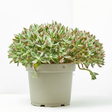 ECHEVERIA DEVOTION MACETA 5L