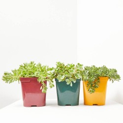 SEDUM 14X14