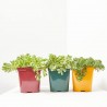 SEDUM 14X14