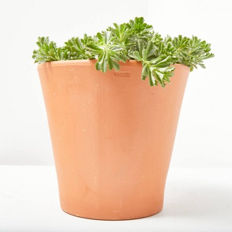 SEDUM 14X14