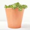 SEDUM 14X14