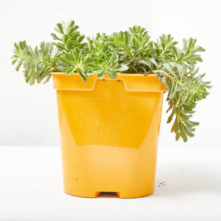 SEDUM 14X14
