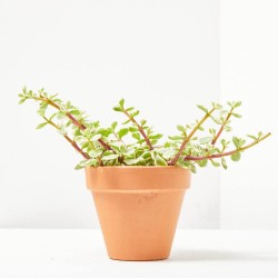 PORTULACARIA AFRA VARIEDADES MACETA 11CM