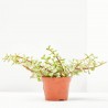 Portulacaria Afra variedades maceta 11cm