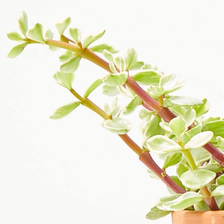 Portulacaria Afra variedades maceta 11cm