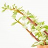 Portulacaria Afra variedades maceta 11cm