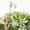 CRASAS EXTERIOR TARRIENA 25CM