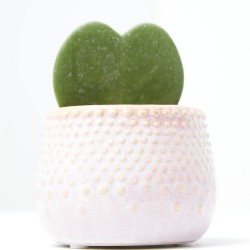 HOYA C/CUBRE ROSA M-6