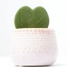 HOYA C/CUBRE ROSA M-6