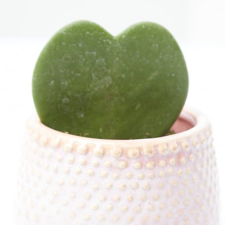 HOYA C/CUBRE ROSA M-6
