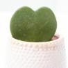 HOYA C/CUBRE ROSA M-6