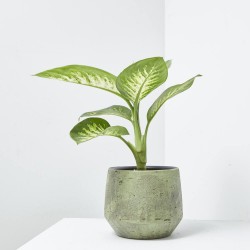 DIEFFENBACHIA TROPIC MACETA 15CM