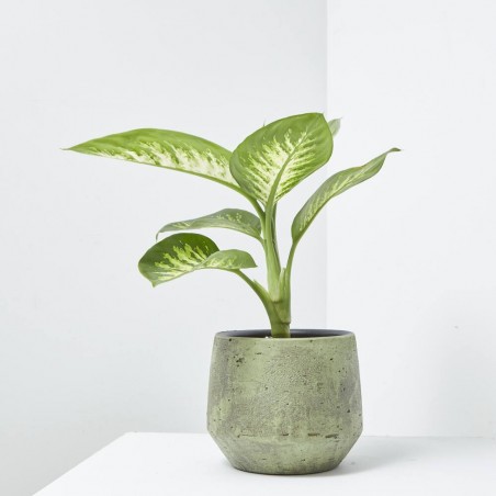 DIEFFENBACHIA TROPIC MACETA 15CM