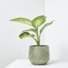 DIEFFENBACHIA TROPIC MACETA 15CM