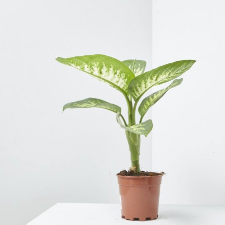 DIEFFENBACHIA TROPIC MACETA 15CM