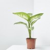 DIEFFENBACHIA TROPIC MACETA 15CM