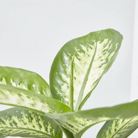 DIEFFENBACHIA TROPIC MACETA 15CM