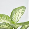 DIEFFENBACHIA TROPIC MACETA 15CM