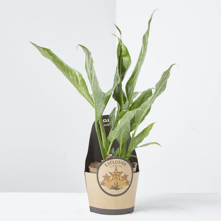 SPATHIPHYLLUM VARIEGATA MACETA 11CM