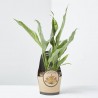 SPATHIPHYLLUM VARIEGATA MACETA 11CM