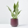 SPATHIPHYLLUM VARIEGATA MACETA 11CM