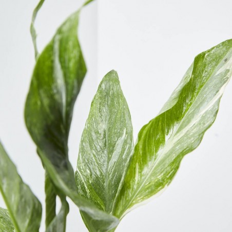 SPATHIPHYLLUM VARIEGATA MACETA 11CM