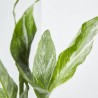 SPATHIPHYLLUM VARIEGATA MACETA 11CM