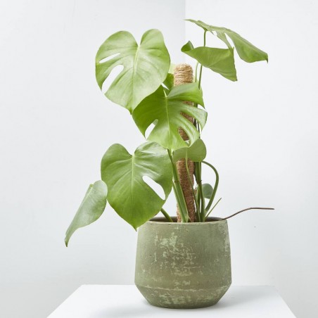 MONSTERA DELICIOSA 3L TUTOR