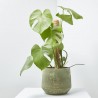 MONSTERA DELICIOSA 3L TUTOR