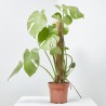 MONSTERA DELICIOSA 3L TUTOR
