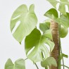 MONSTERA DELICIOSA 3L TUTOR