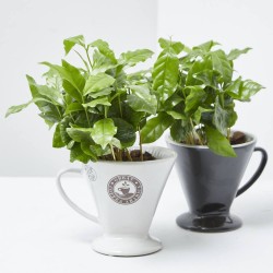 PLANTA DE CAFÉ EN TAZA DECO MACETA 12CM