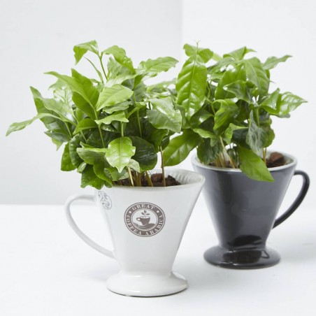 PLANTA DE CAFÉ EN TAZA DECO MACETA 12CM