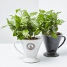 PLANTA DE CAFÉ EN TAZA DECO MACETA 12CM