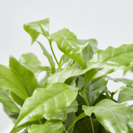 PLANTA DE CAFÉ EN TAZA DECO MACETA 12CM