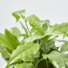 PLANTA DE CAFÉ EN TAZA DECO MACETA 12CM