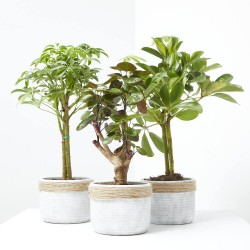 PLANTA VERDE  CON CUBRE CORA MACETA 13CM