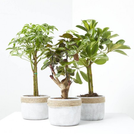 PLANTA VERDE  CON CUBRE CORA MACETA 13CM