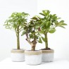 PLANTA VERDE  CON CUBRE CORA MACETA 13CM